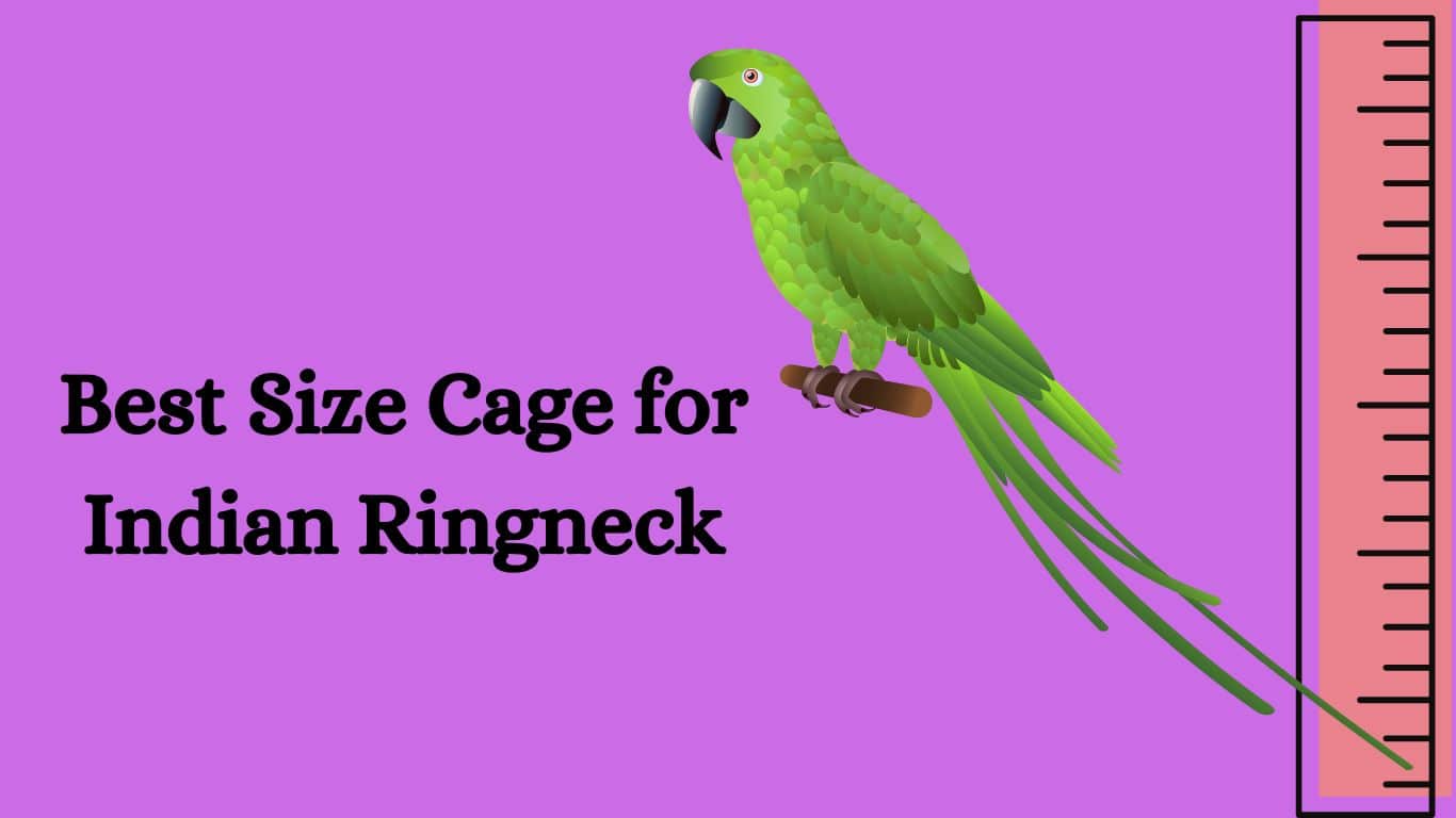 Best Size Cage for Indian Ringneck
