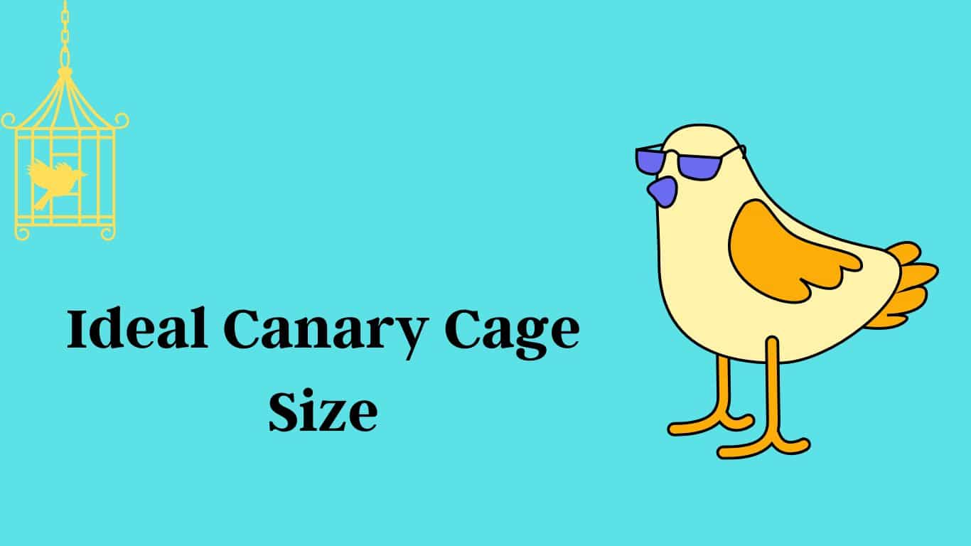 Ideal Canary Cage Size