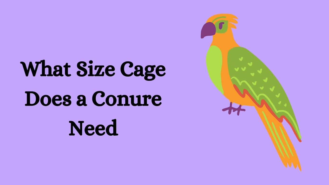What Size Cage Does a Conure Need