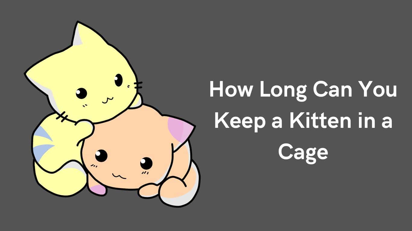 How Long Can You Keep a Kitten in a Cage