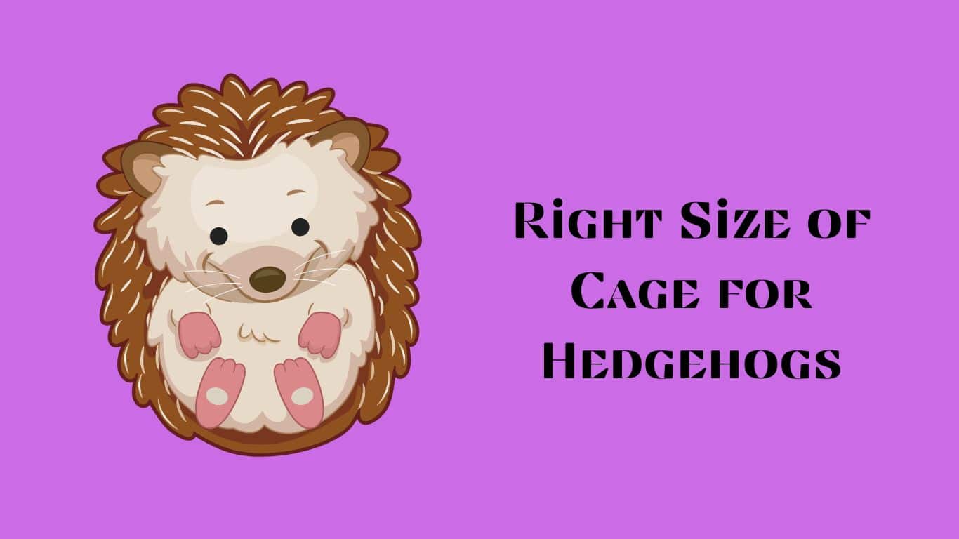 Right Size of Cage for Hedgehogs