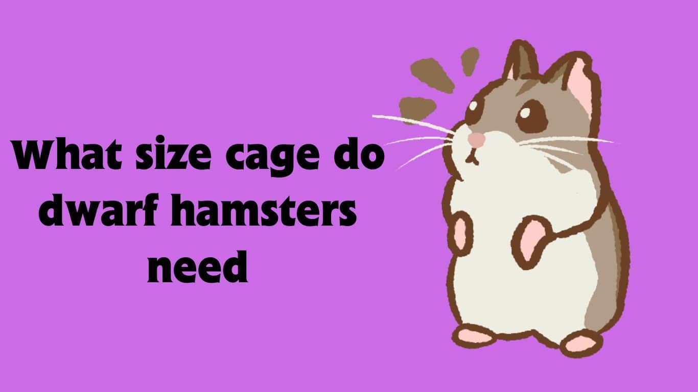 What size cage do dwarf hamsters need