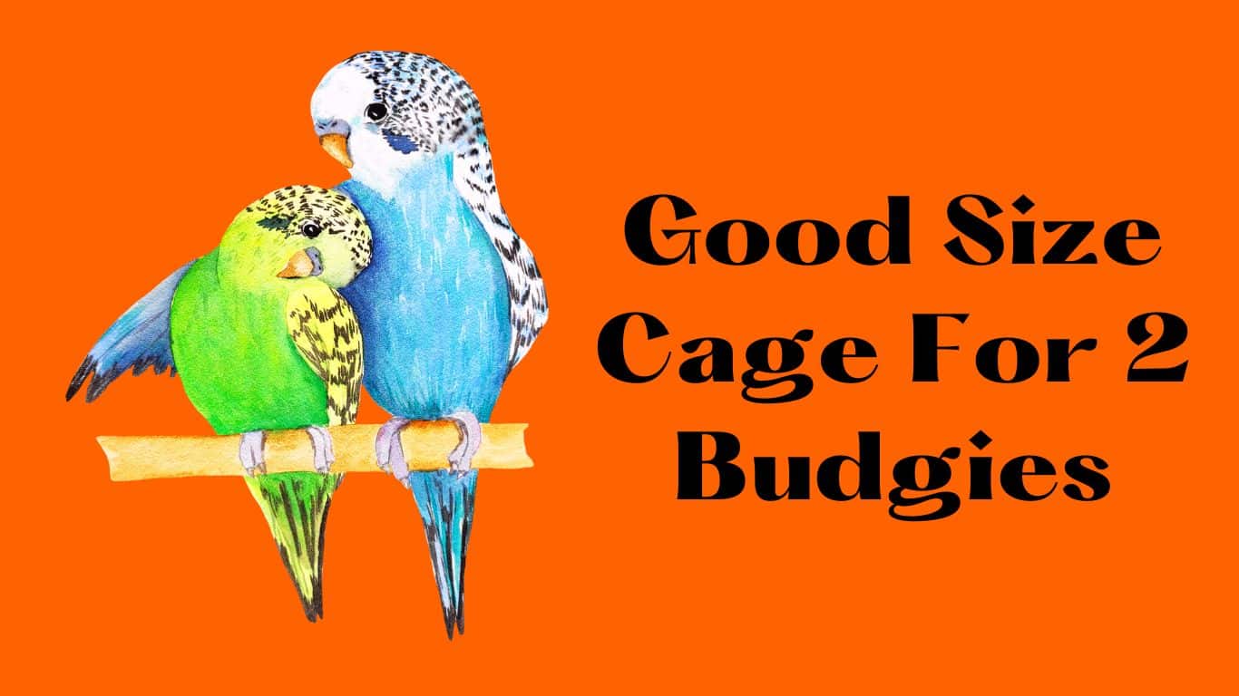 Good Size Cage For 2 Budgies