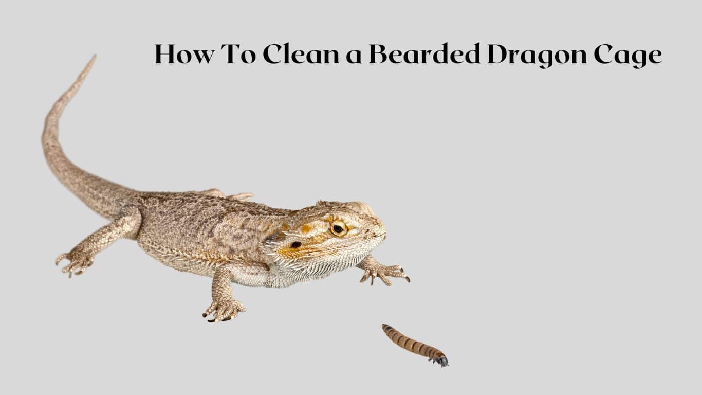 How To Clean a Bearded Dragon Cage