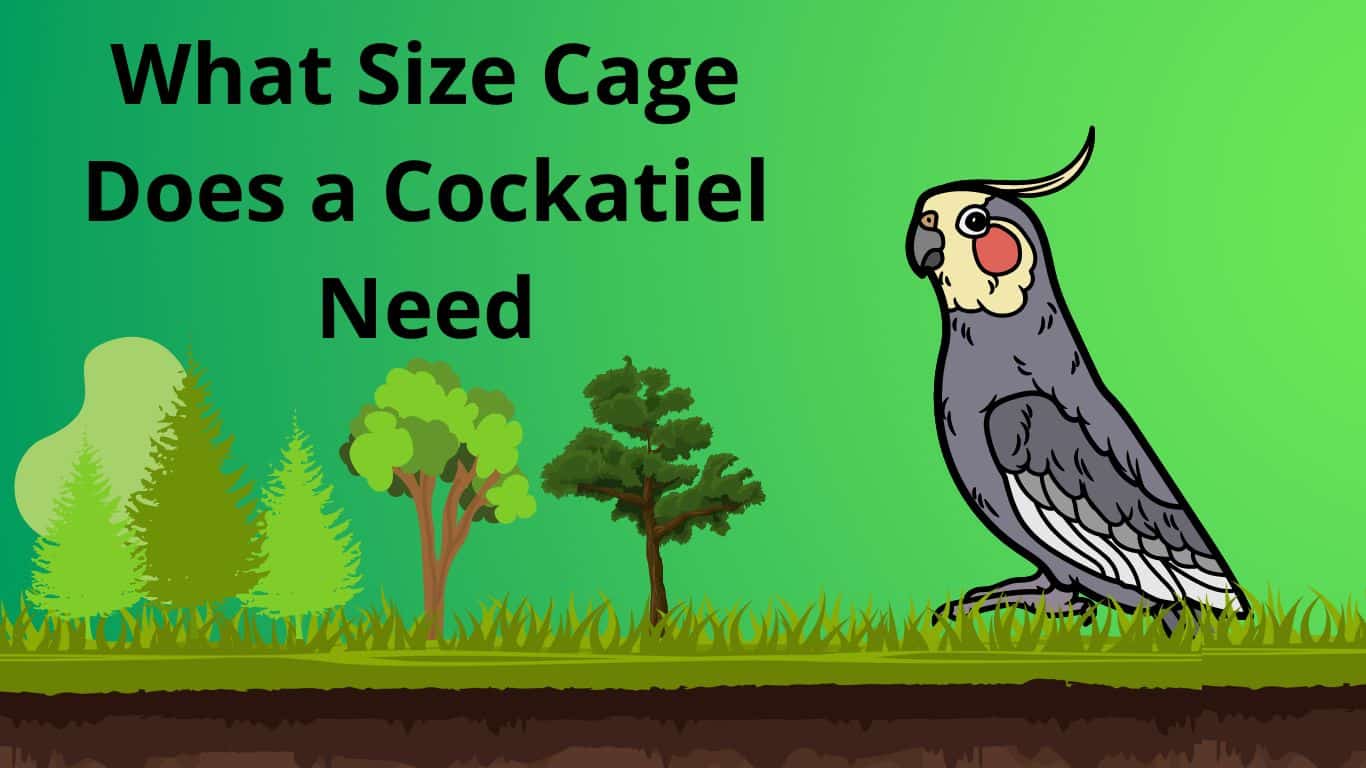 What Size Cage Does a Cockatiel Need