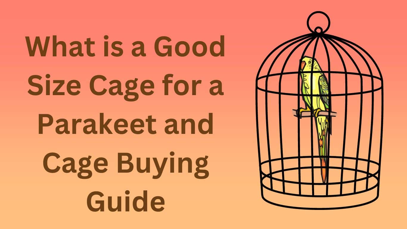Good Size Cage for a Parakeet