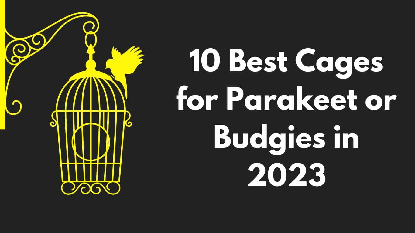 10 Best Cages for Parakeet or Budgies in 2023