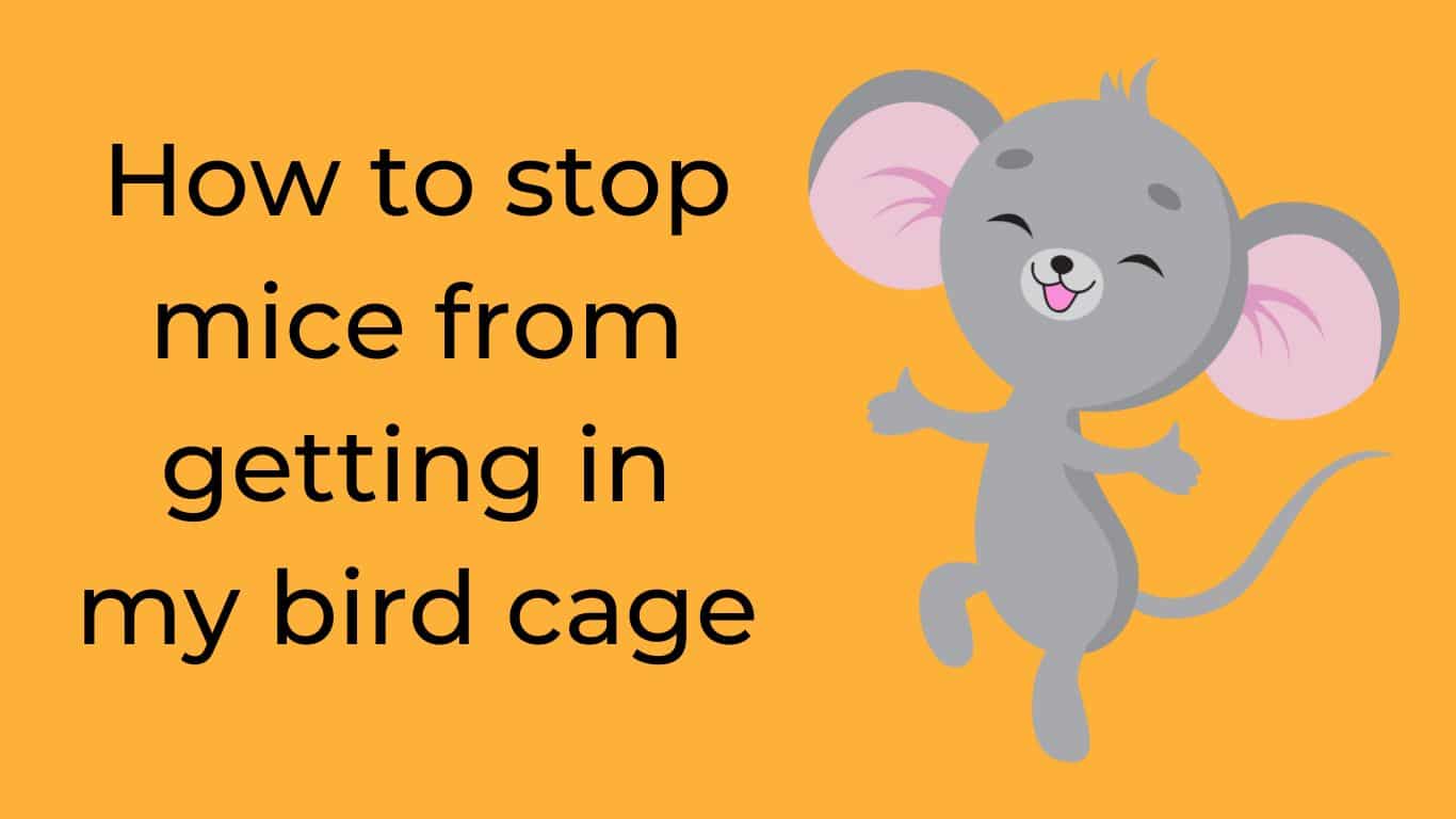 How to stop mice from getting in my bird cage