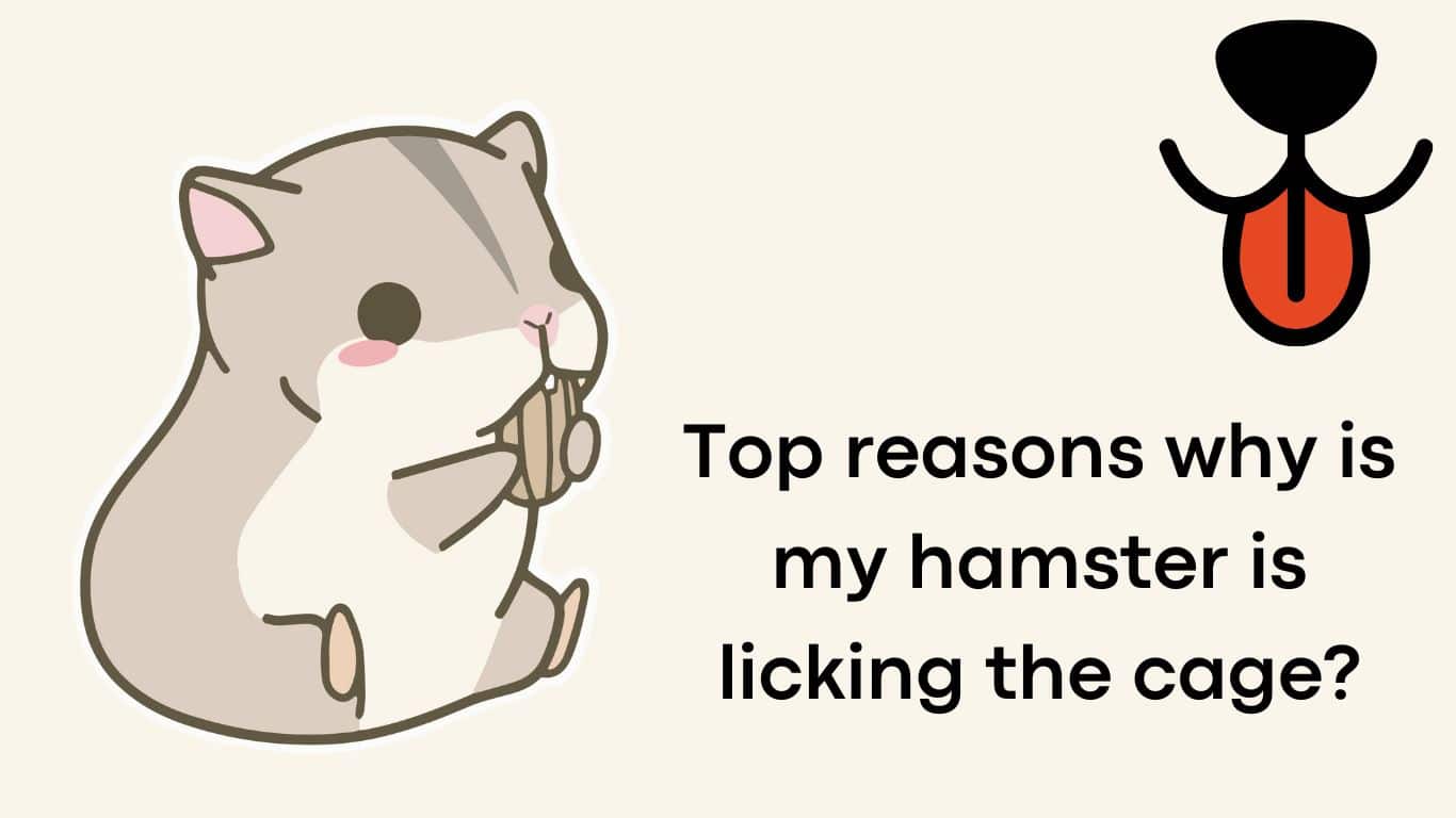 Top reasons why is my hamster is licking the cage?