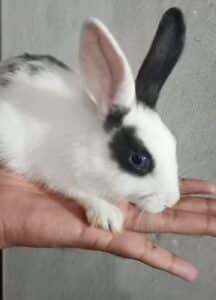 My pet rabbit
