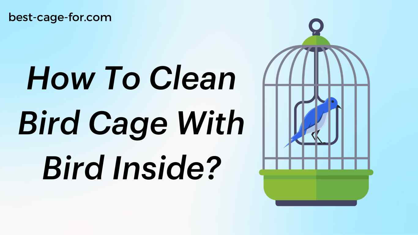 How To Clean Bird Cage With Bird Inside