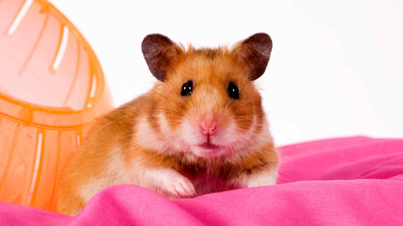 Can I Train My Hamster