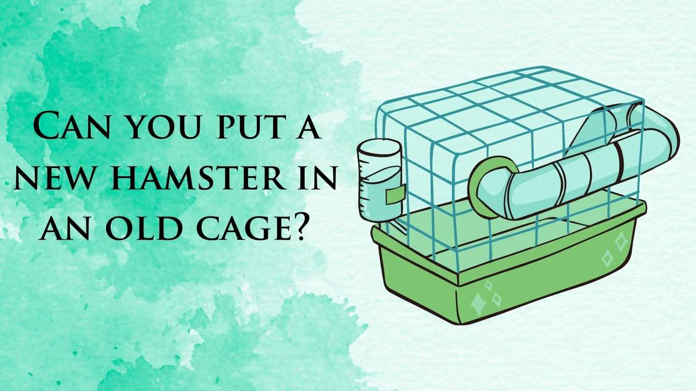 Can you put a new hamster in an old cage