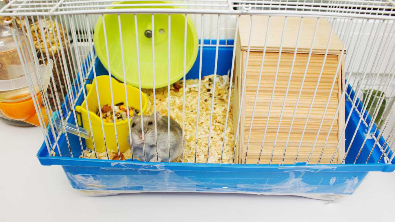 Hamster Care Tips For Beginners