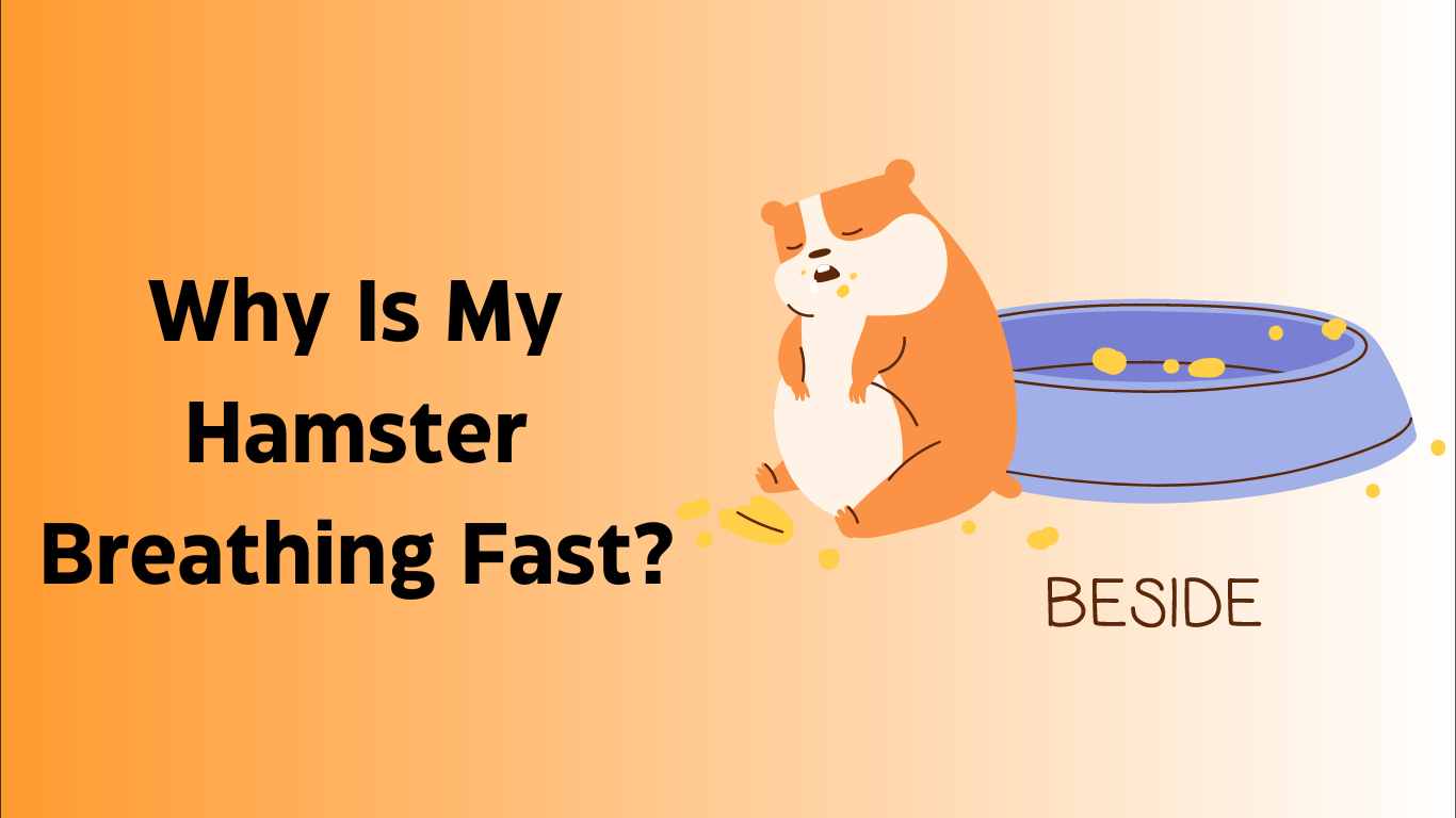 Why Is My Hamster Breathing Fast
