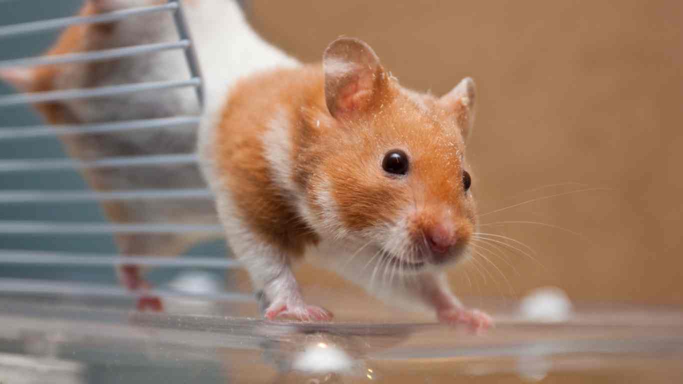 Hamster Playtime and Exercise Needs