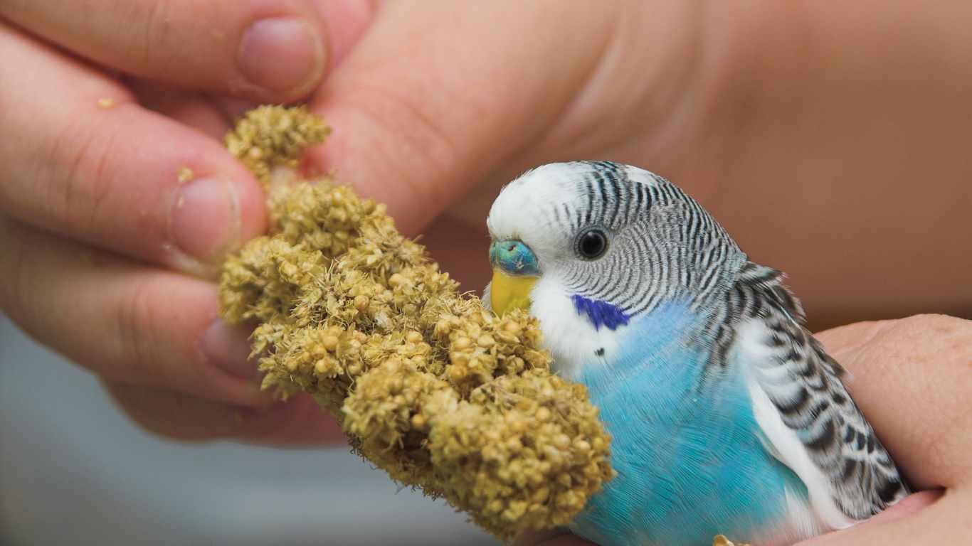 How to Get Your Parakeet to Trust You