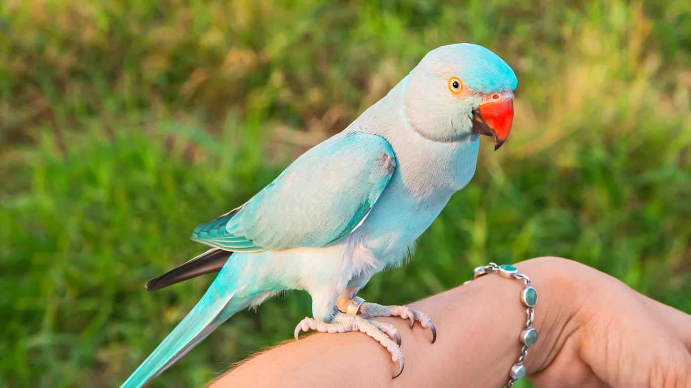 Are Indian Ringneck Parrot Good Pets