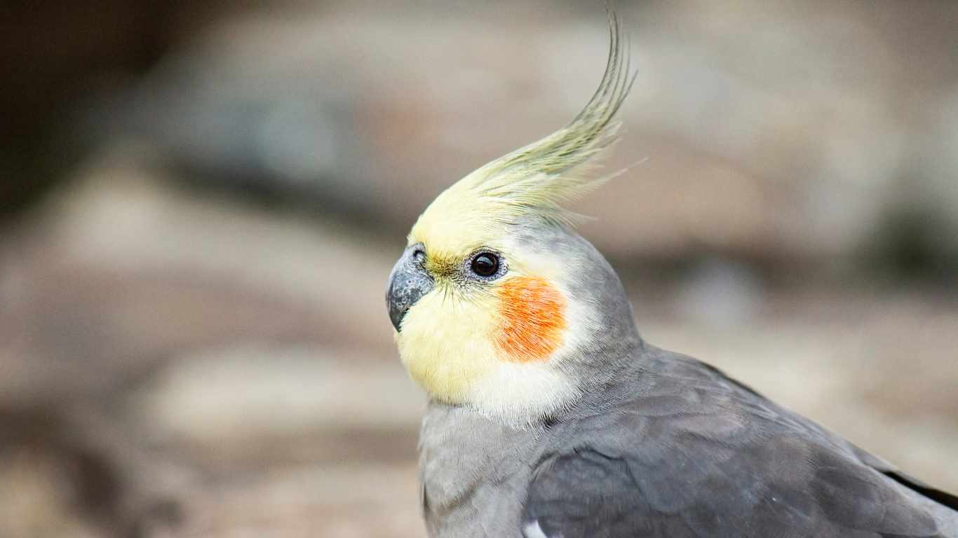 Can Cockatiel and Parakeet Live Together