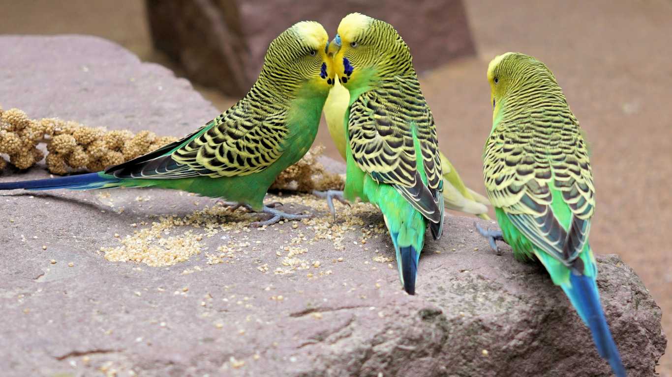 Can a Parakeet Survive in the Wild