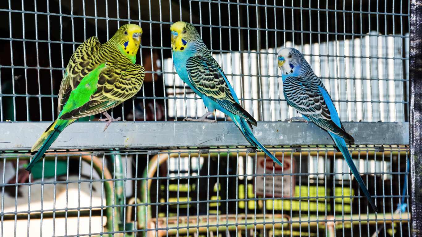 How Long Can a Parakeet Survive Without Food