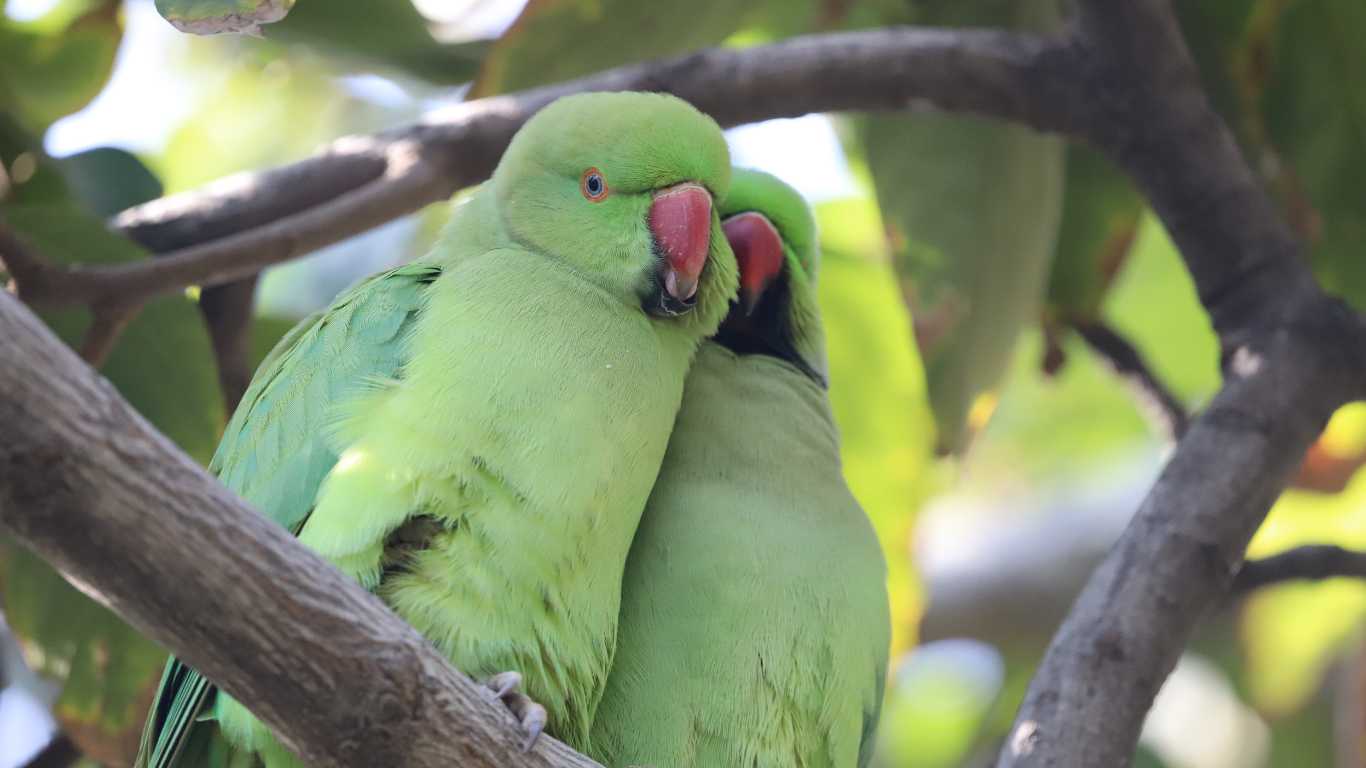 Why Ringneck Parrots Lose Feathers