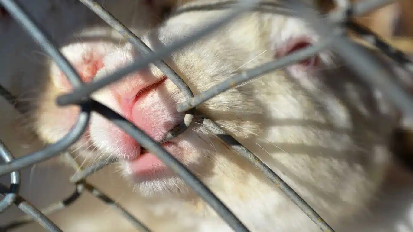 Why Your Rabbit Bites His Cage
