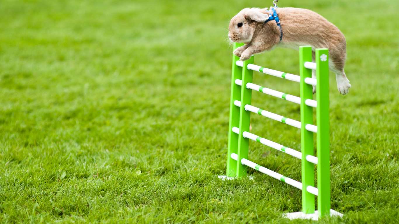 rabbit doing exercise