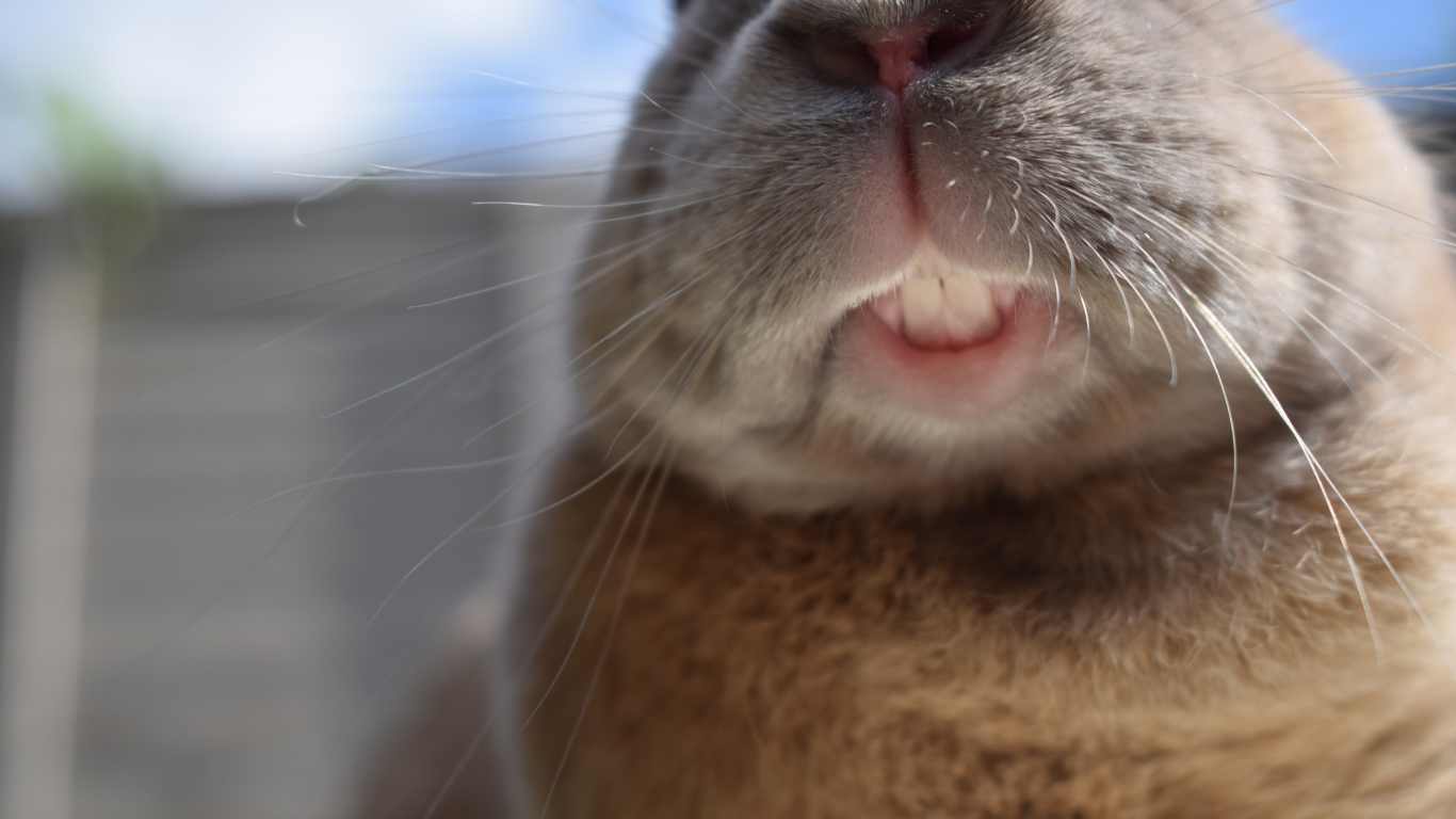 Why Rabbit's Teeth Keep Growing