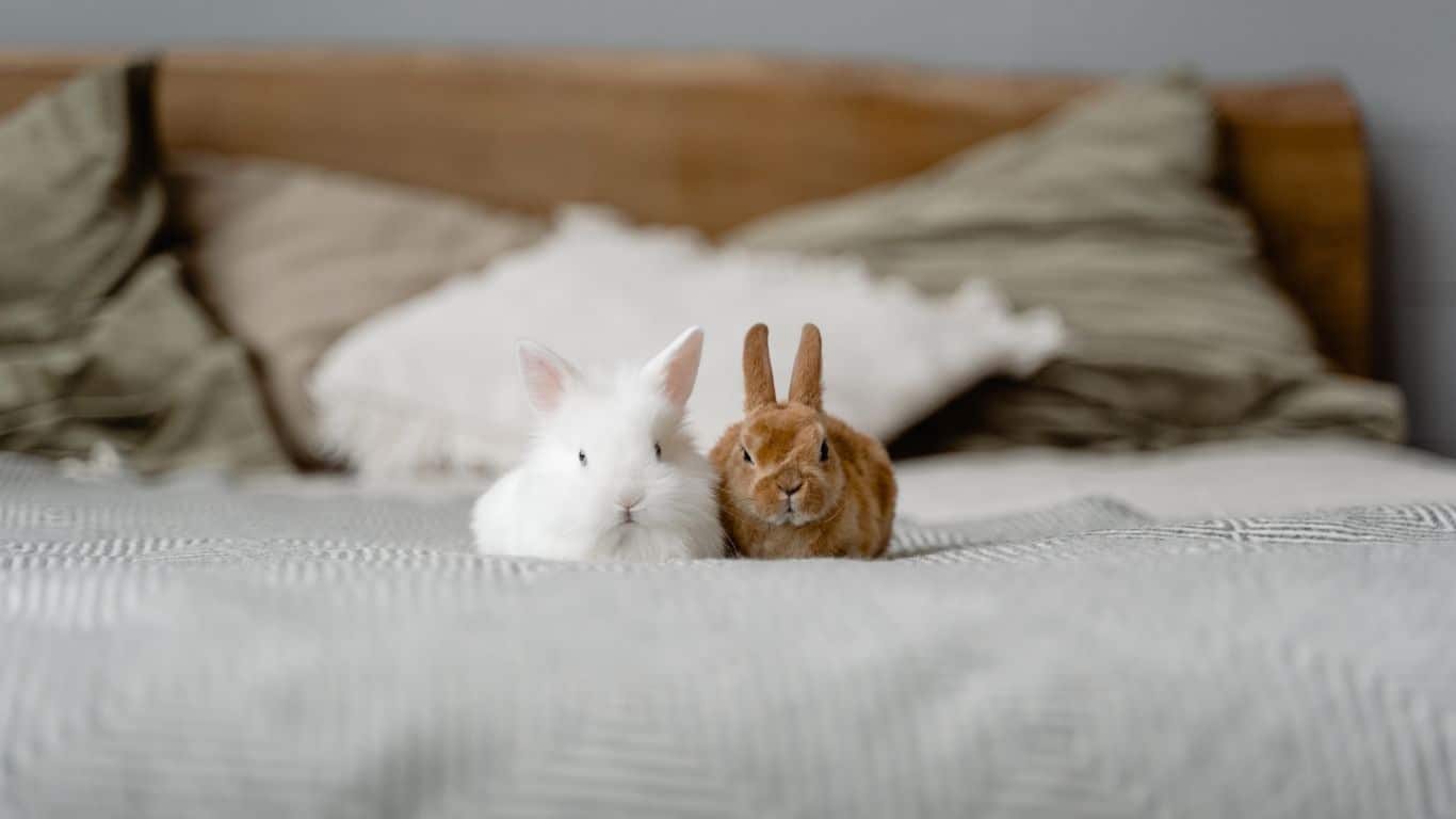Best Bedding For Your Rabbits