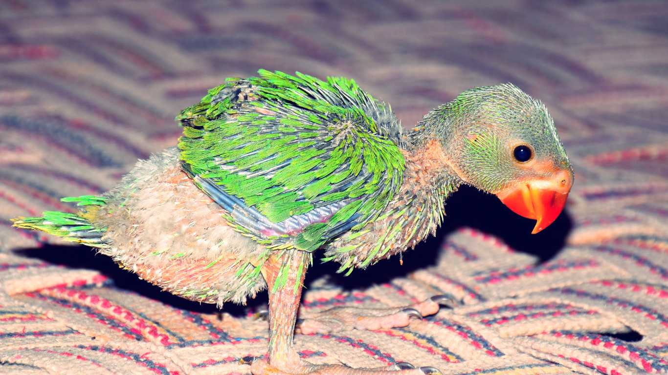 Top Reasons Why Ringneck Parrot Baby Vomiting